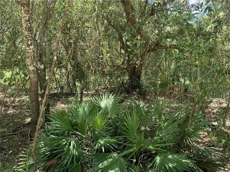 Vendido Recientemente: $12,500 (1.25 acres)