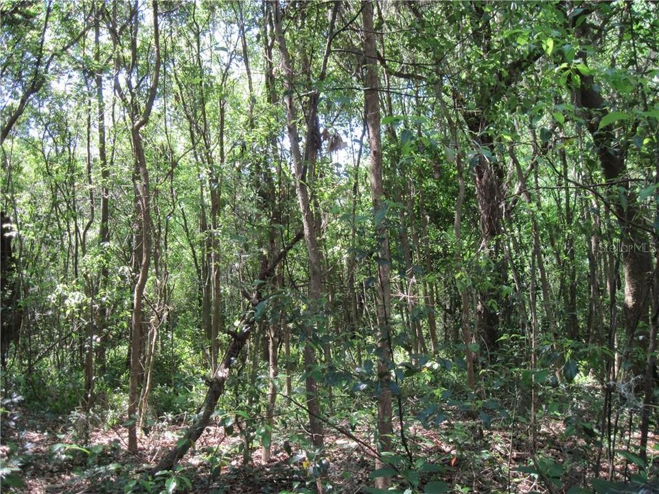 Vendido Recientemente: $81,900 (3.93 acres)