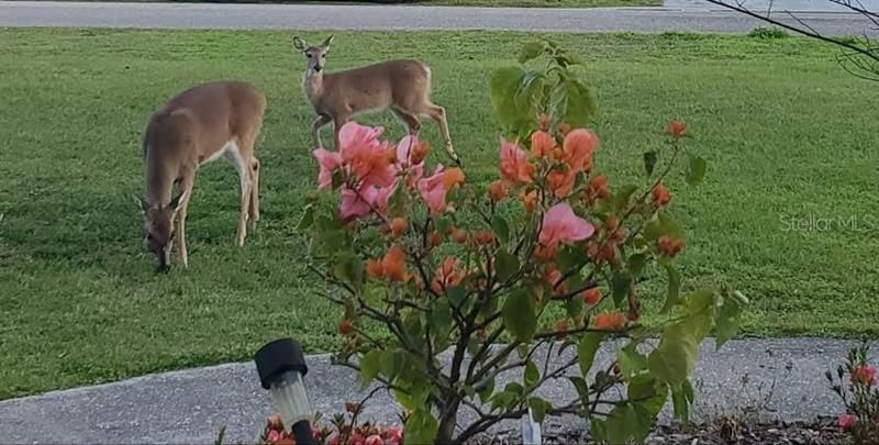 WILD LIFE ON FRONT LAWN