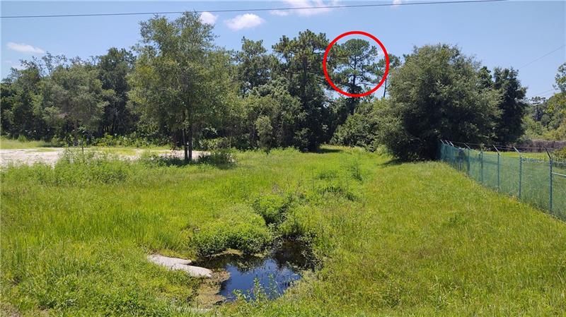 Red Circle Shows where Entrance to your Driveway will Be. This is Looking South from NORTH STREET on the Far Side of your land; your home will be well behind the trees to the Left of the Red Circle.