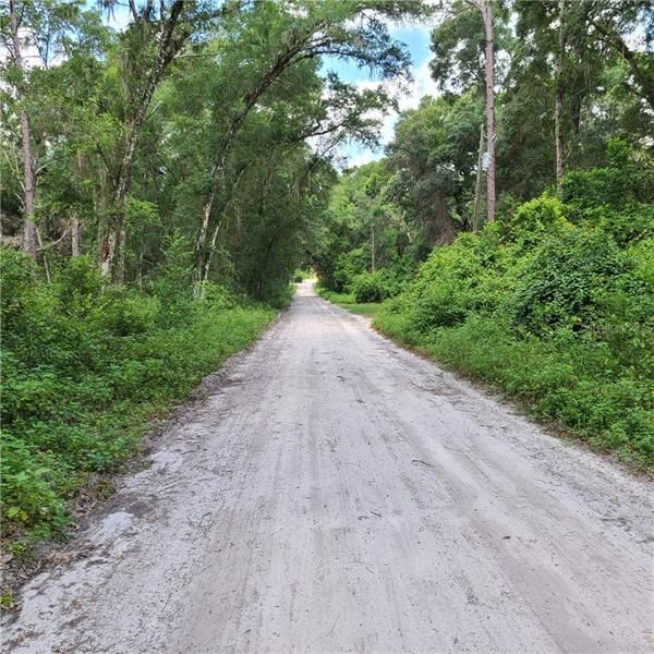 Wooded lot view to the east