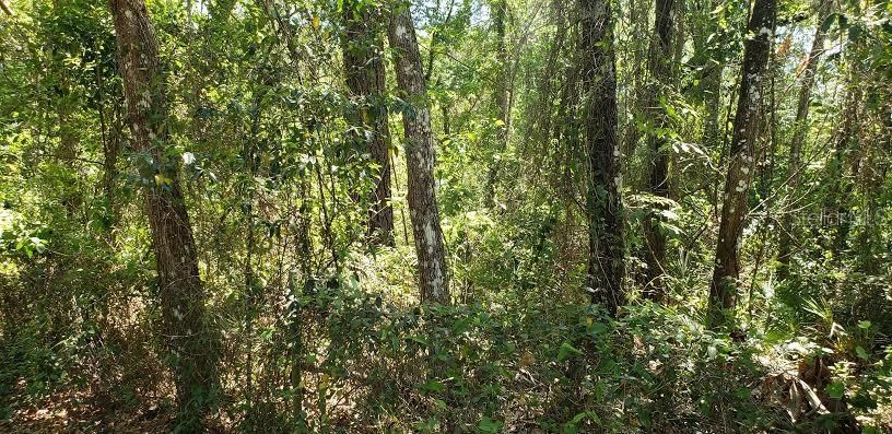 最近售出: $11,750 (0.69 acres)