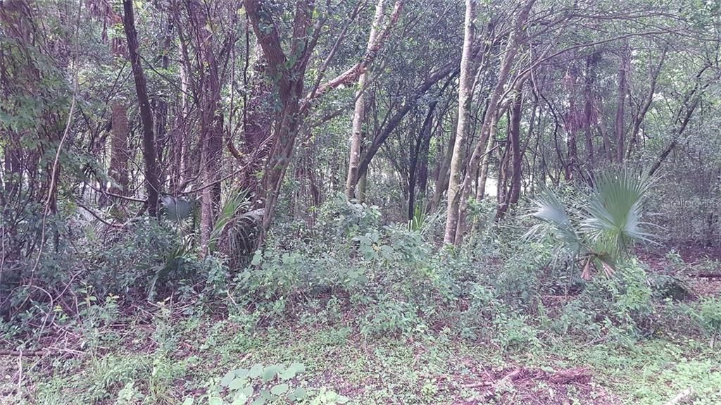 Vendido Recientemente: $5,900 (0.24 acres)