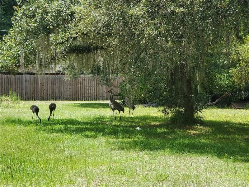 Cranes Visiting in Front Yard