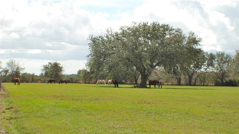 Lush pasture for the horses