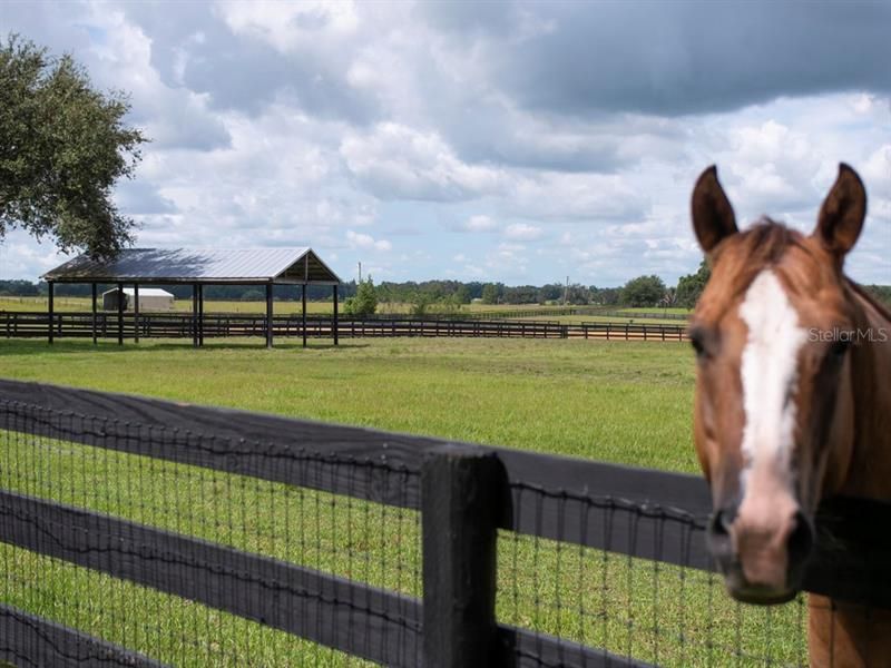Your Horses will love their new home