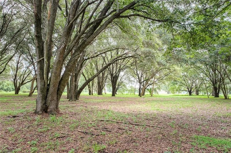 Imagine your dream home surrounded by beautiful native Florida Oak trees offering a shady and natural retreat.