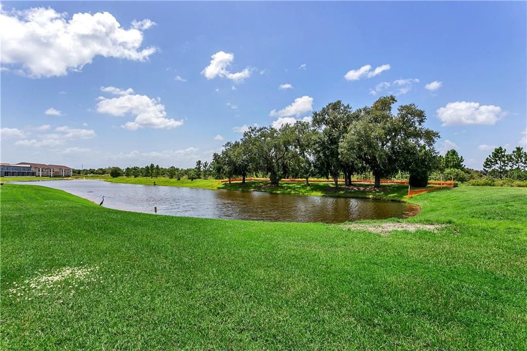 Pond View