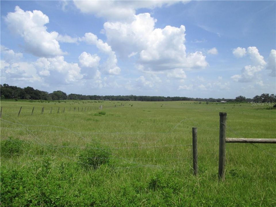 gorgeous pasture in the back