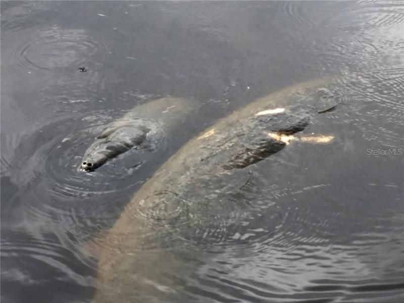 Mama and baby manatee in the water here!
