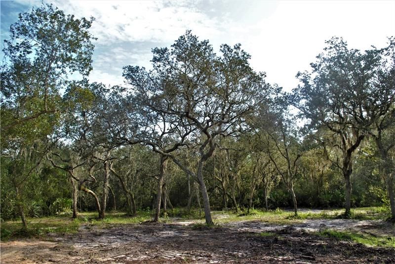 Beautiful mature oak trees