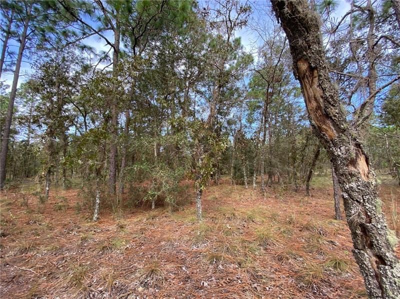 Recently Sold: $5,900 (0.23 acres)