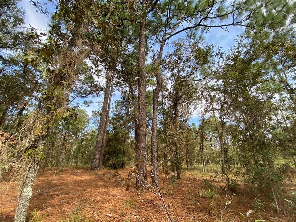 Vendido Recientemente: $5,900 (0.23 acres)