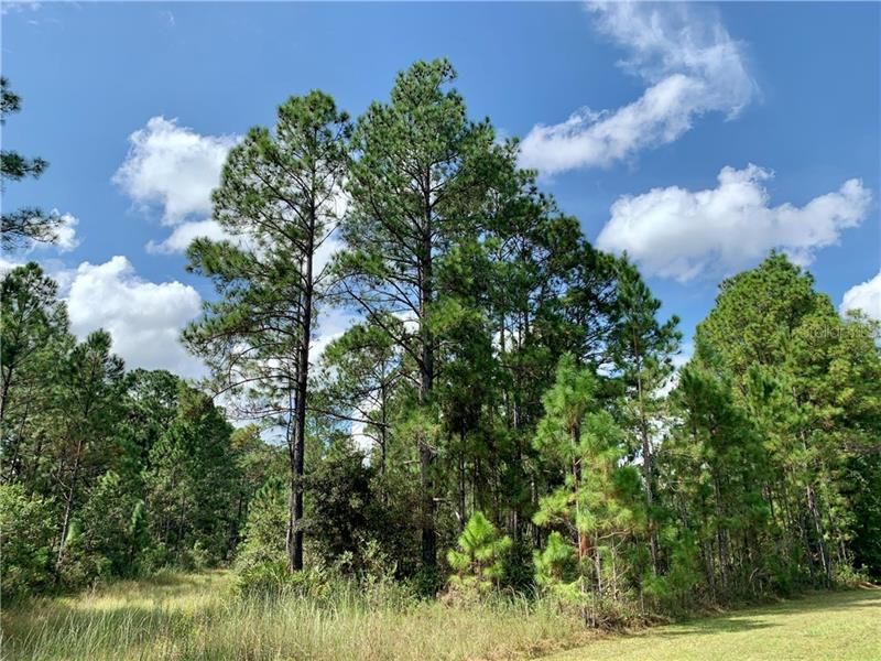 Recently Sold: $85,000 (31.90 acres)