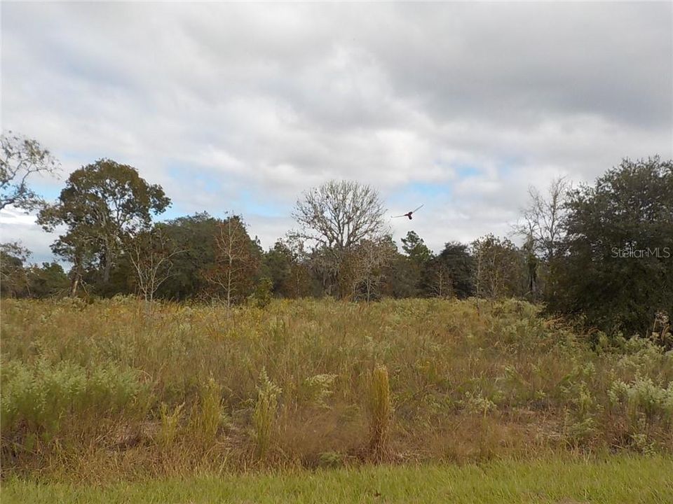 Recently Sold: $8,500 (0.99 acres)