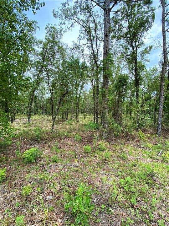 Vendido Recientemente: $12,000 (1.14 acres)