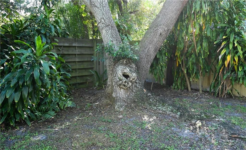 Mature Greenery in the Backyard