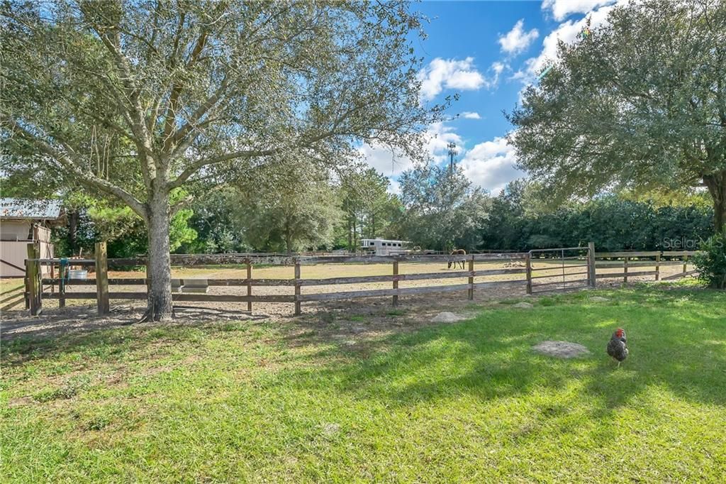 One of 5 fenced paddocks.