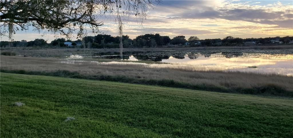 Conservation view from back yard