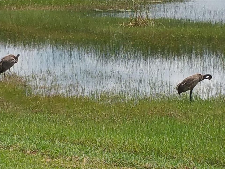 Sand Hill Cranes in back yard