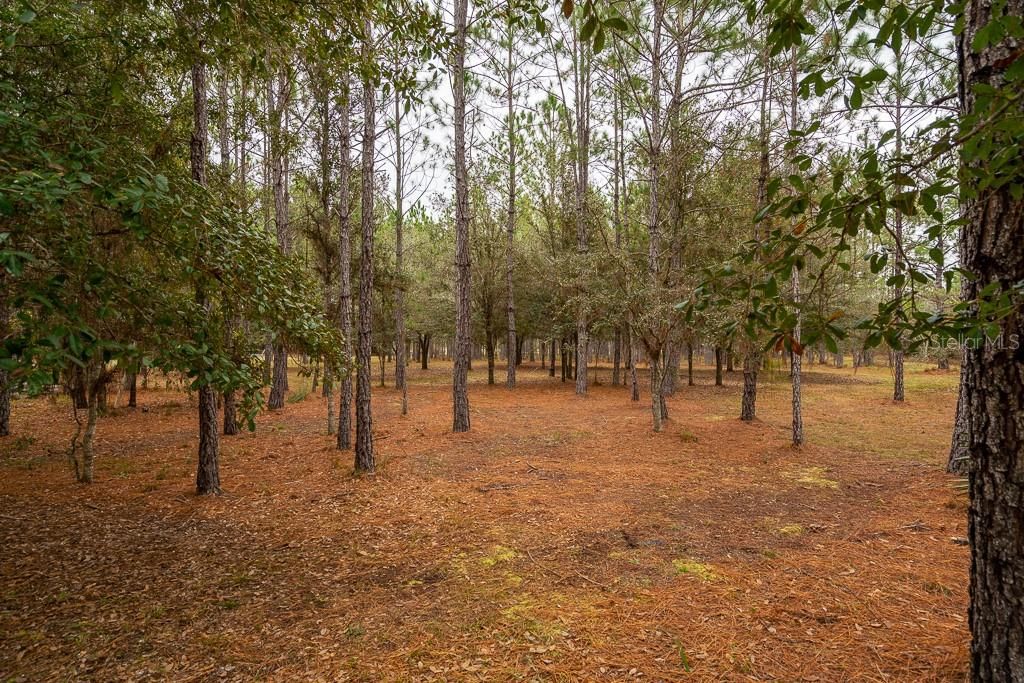 Pines and a few Oaks provide the view from the front of your new home.