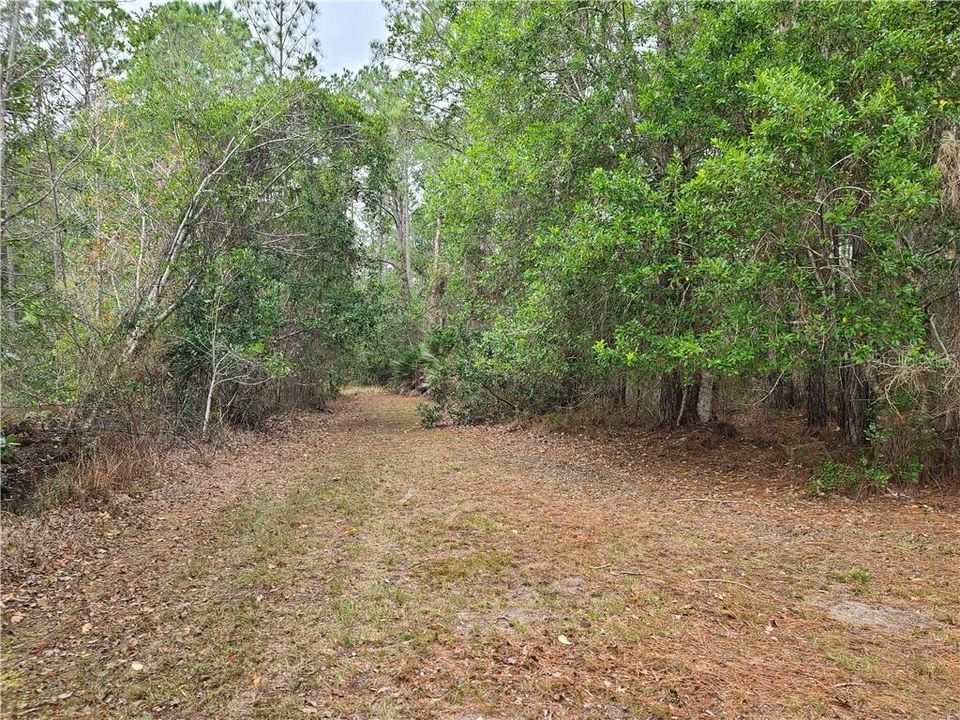 Path towards the Ocala National Forest at the rear of the property.