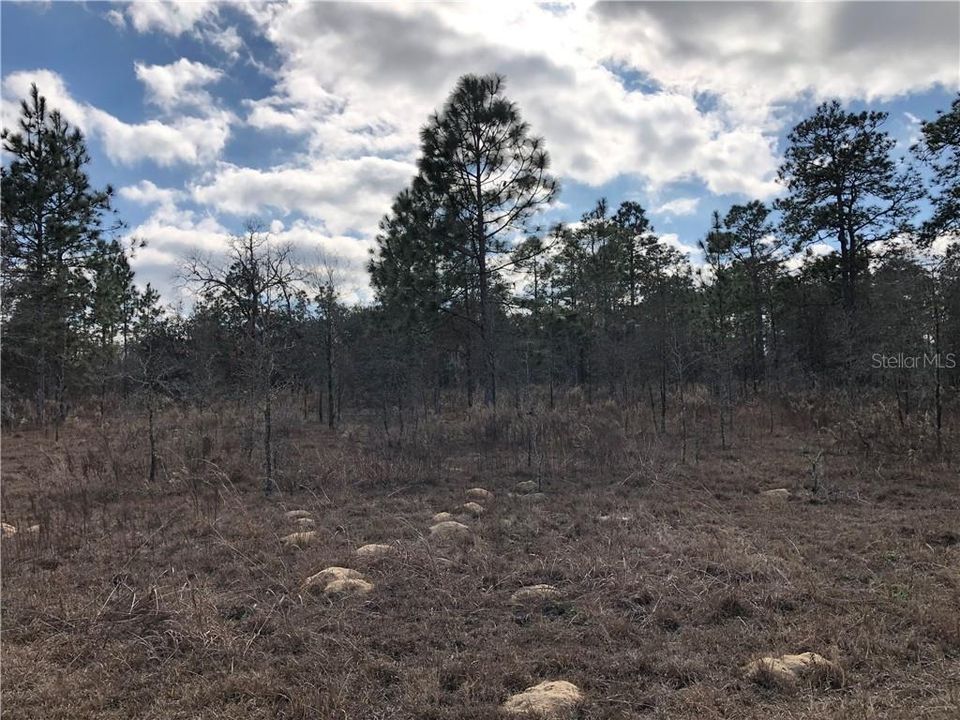 Recently Sold: $49,900 (5.00 acres)