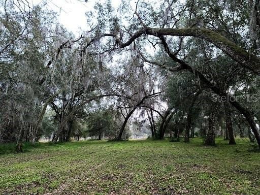 View Under Oak Canopy