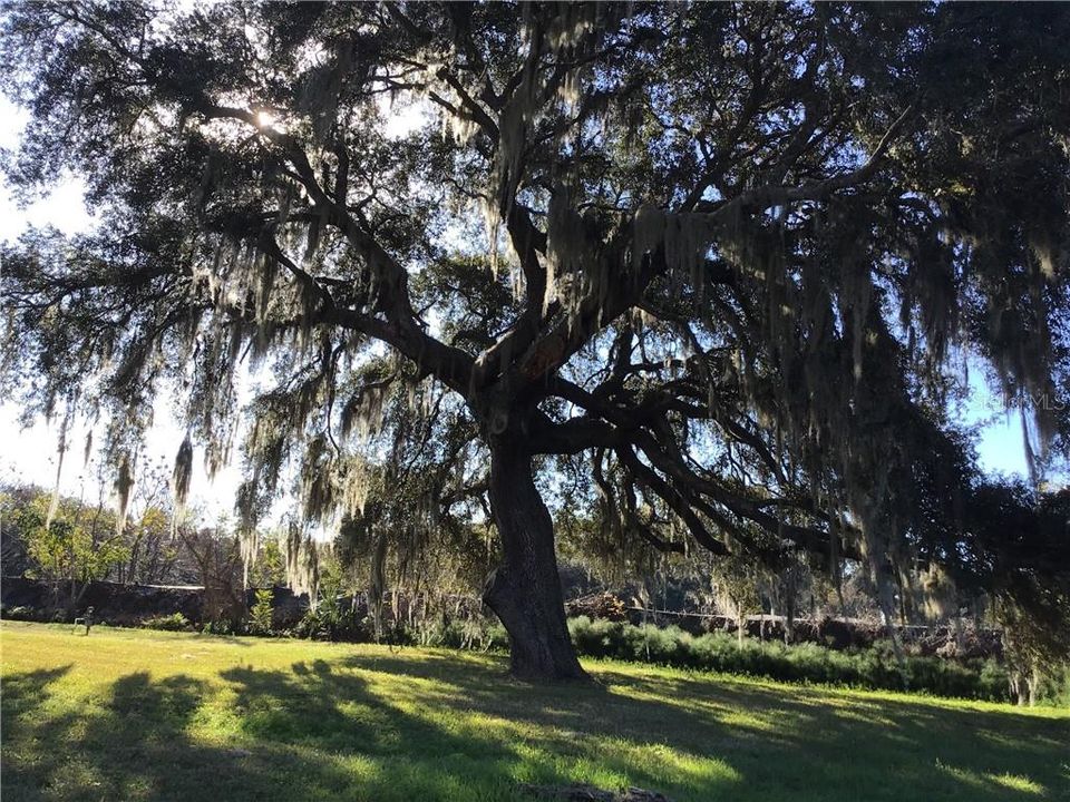 Majestic oak tree in backyard.