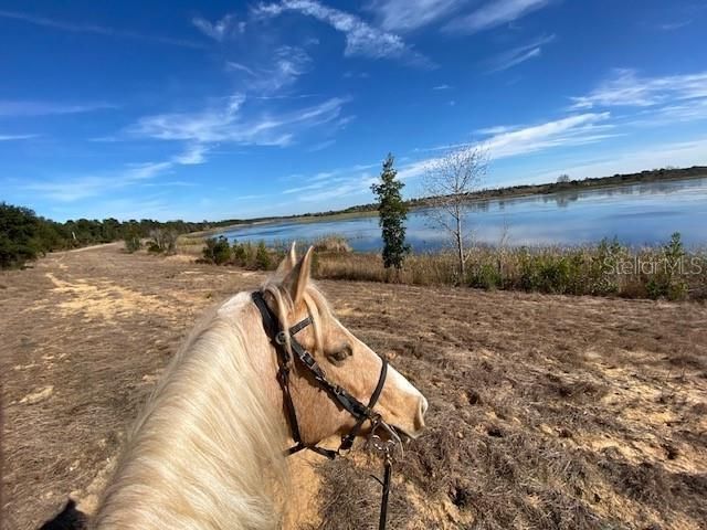 Lake Norris Conservation Area filled with miles of trails for horseback riding