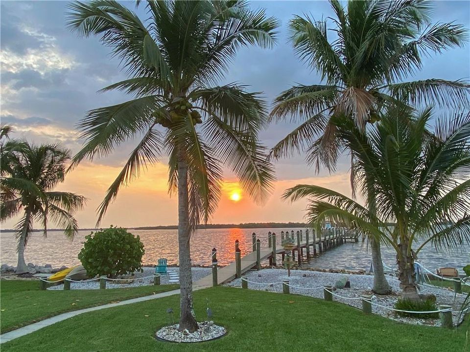 Back Yard with Coconut Palms!