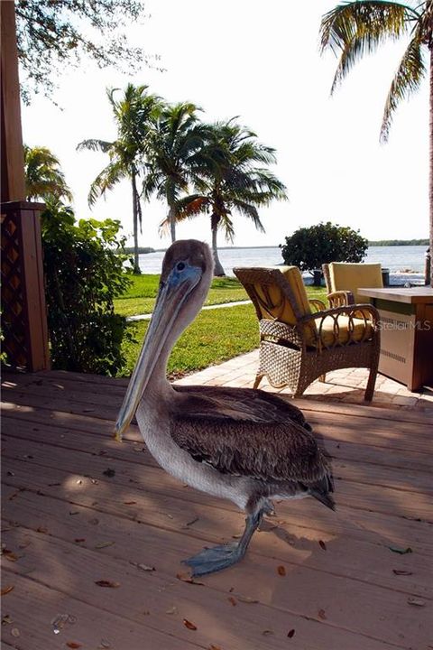 Visiting Pelican Friend!