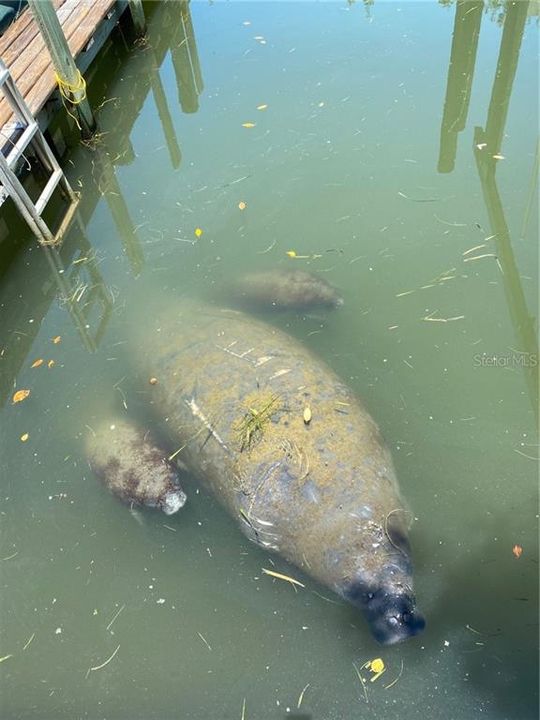 Mama manatee visits the Cove with her babies