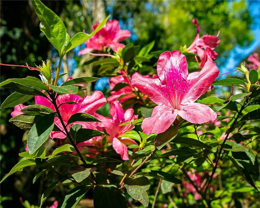Azaleas in the garden, now in bloom!  What a beautiful view!