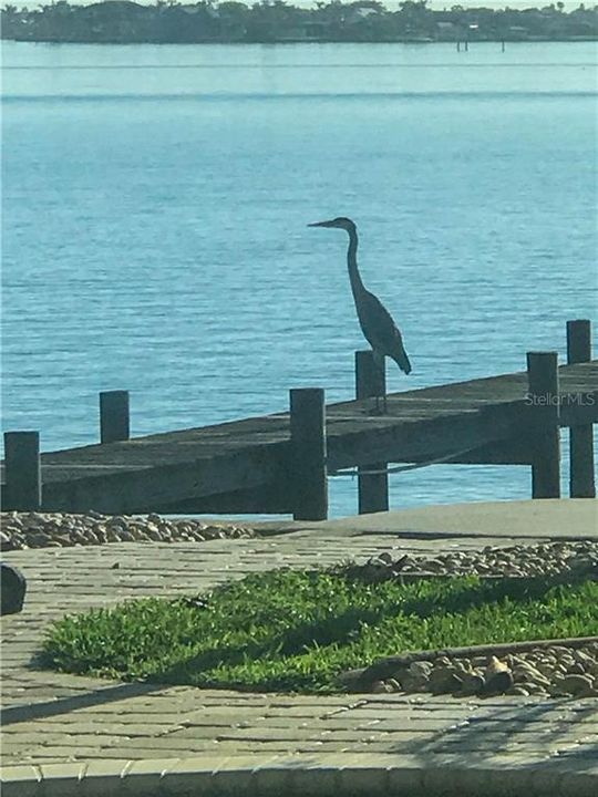 Merritt Island is a Bird Sanctuary