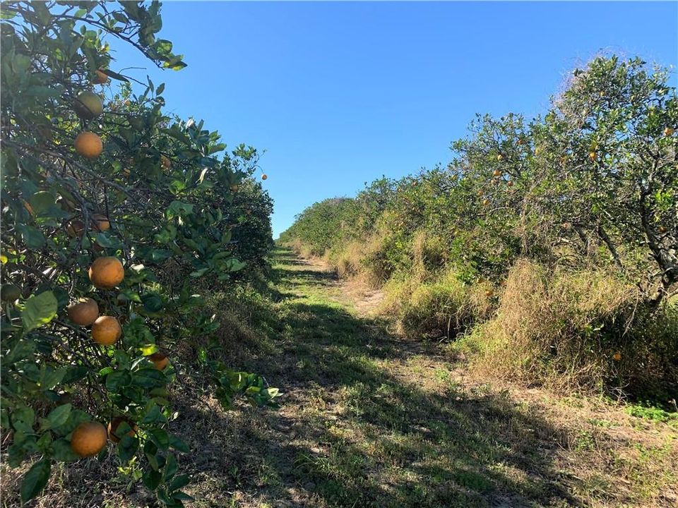 LAND IS CURRENTLY AN ORANGE GROVE