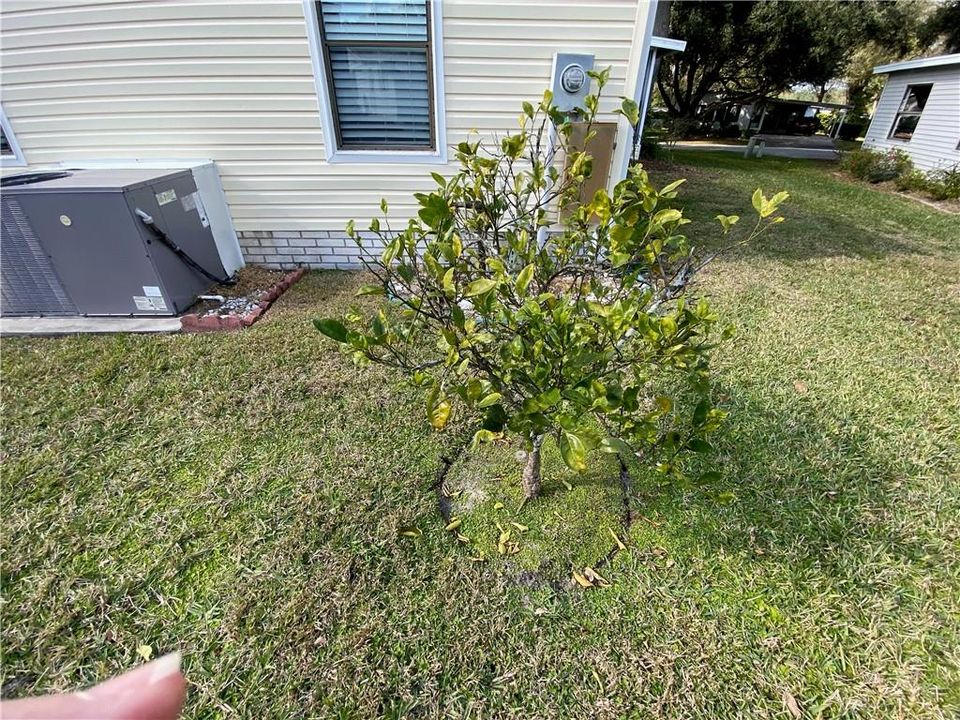 YOUR OWN CITRUS TREE