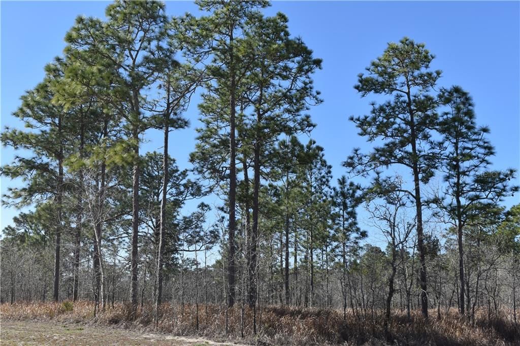 Recently Sold: $42,000 (5.00 acres)