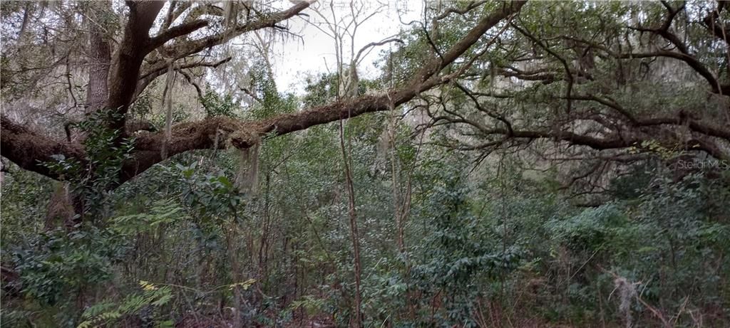 最近售出: $5,000 (0.07 acres)