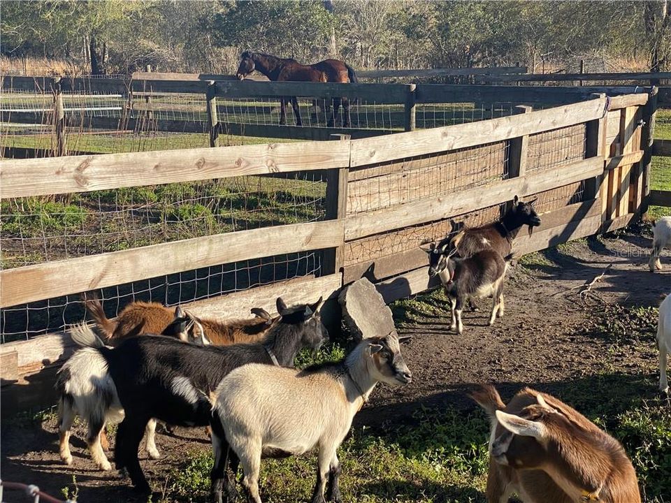 Goats and horse
