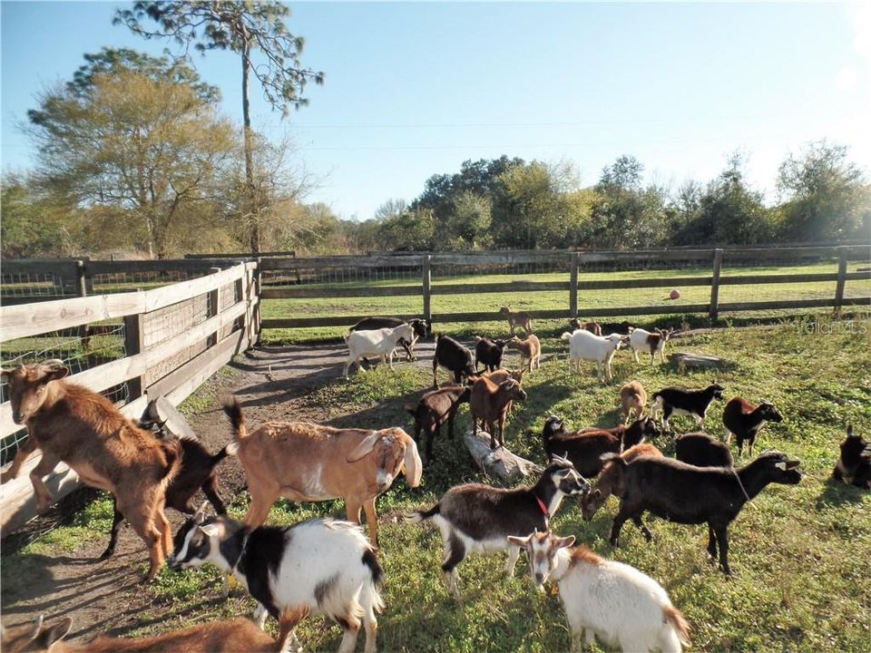 Goat farm animals