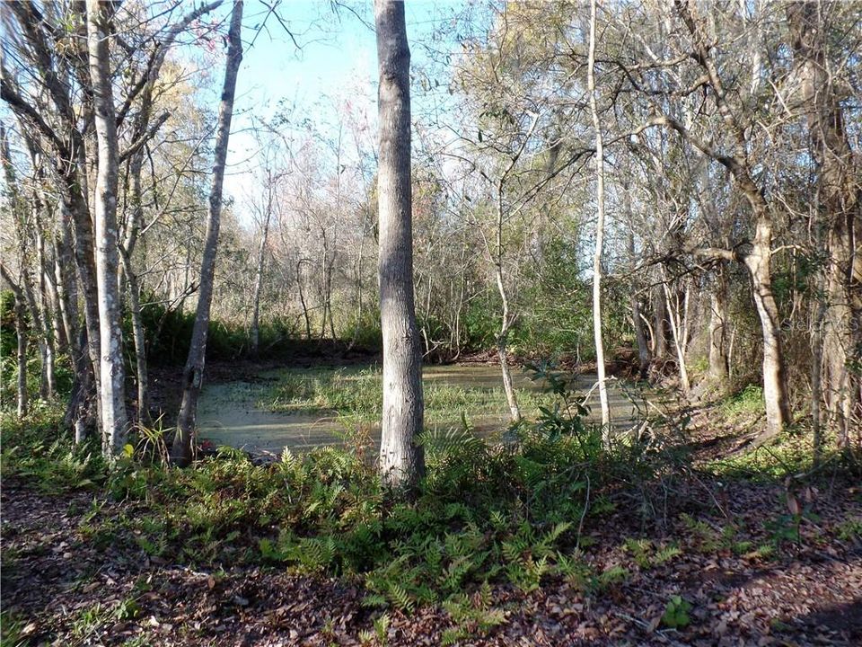 Small pond at the backside of property