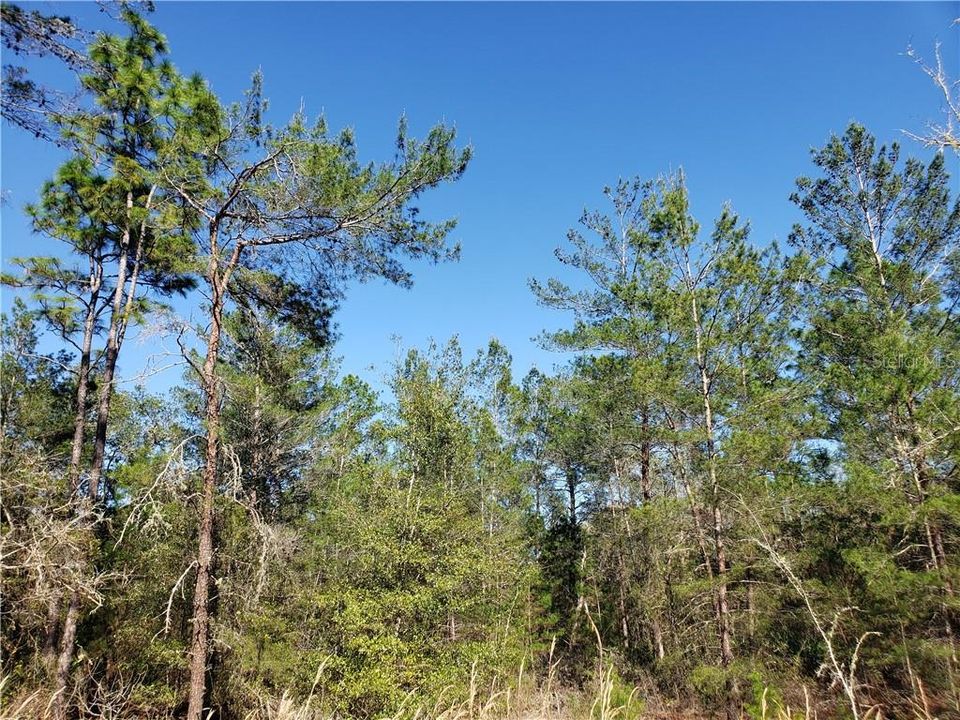 Recently Sold: $10,995 (0.37 acres)