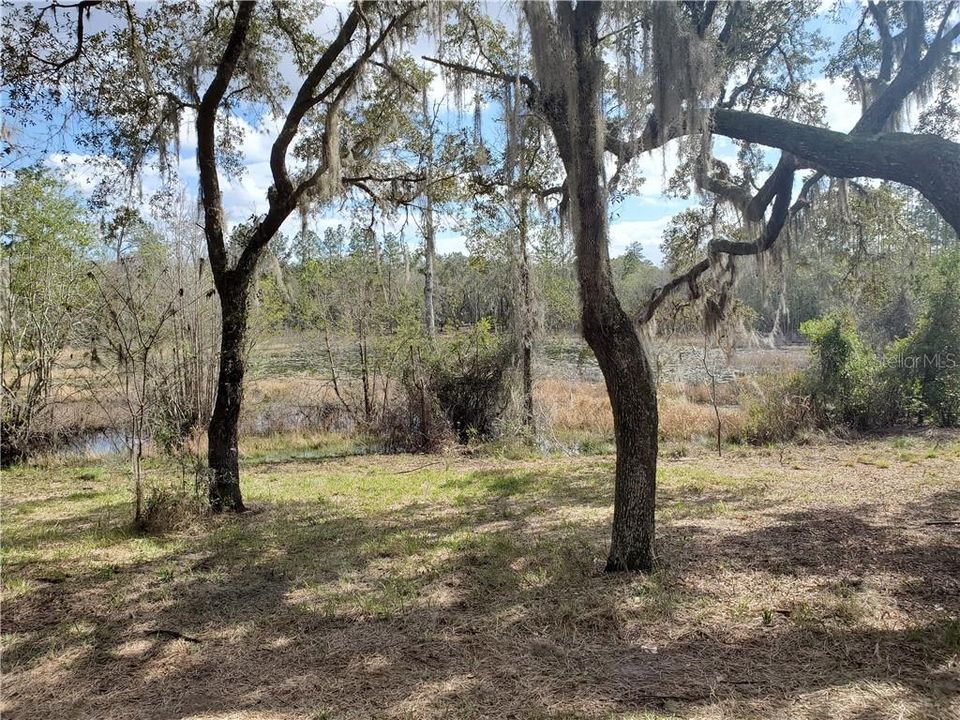 View Toward Pond