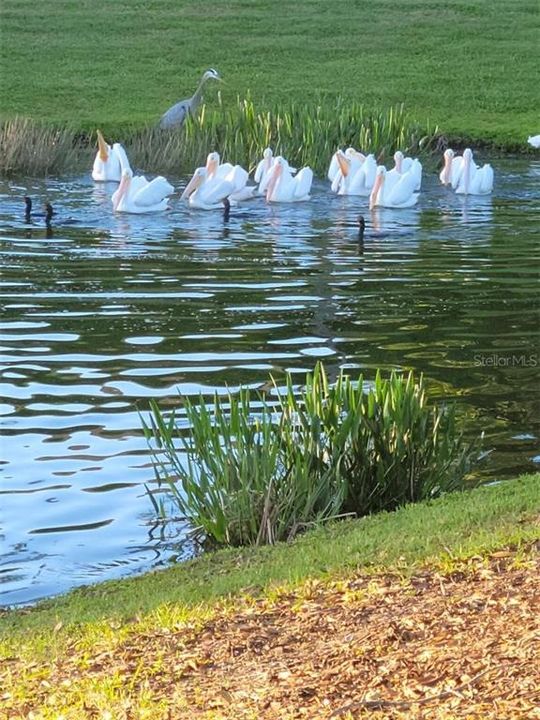 WHITE PELICANS ALWAYS TRAVEL IN A GROUP THROUGHOUT THE COMMUNITY PONDS.