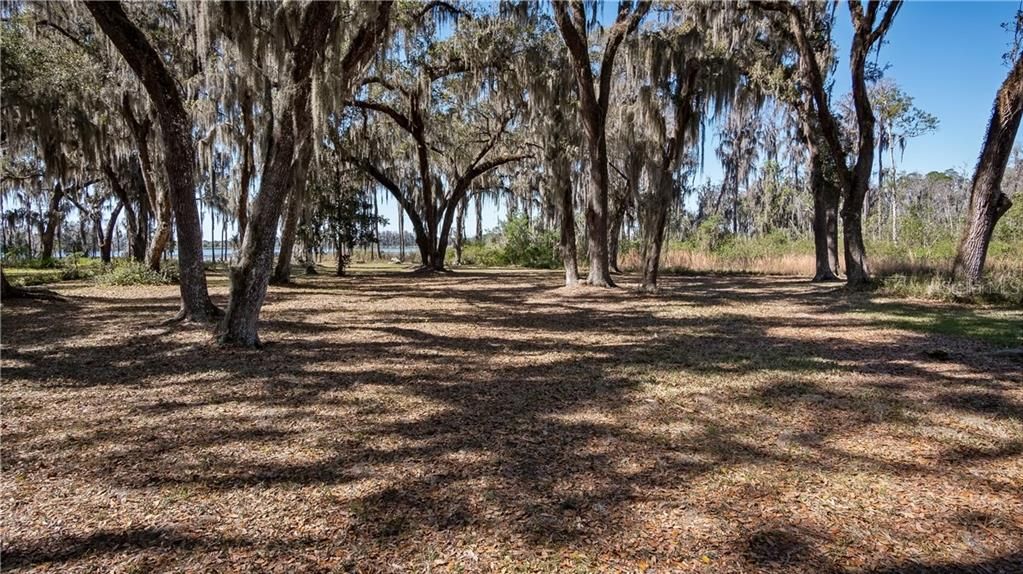 Beautiful Spanish Moss hanging from Cypress Trees in Side Yard Play Area with Pine Island Lake View