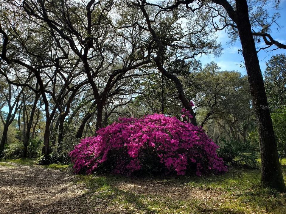 Beautiful Flowers