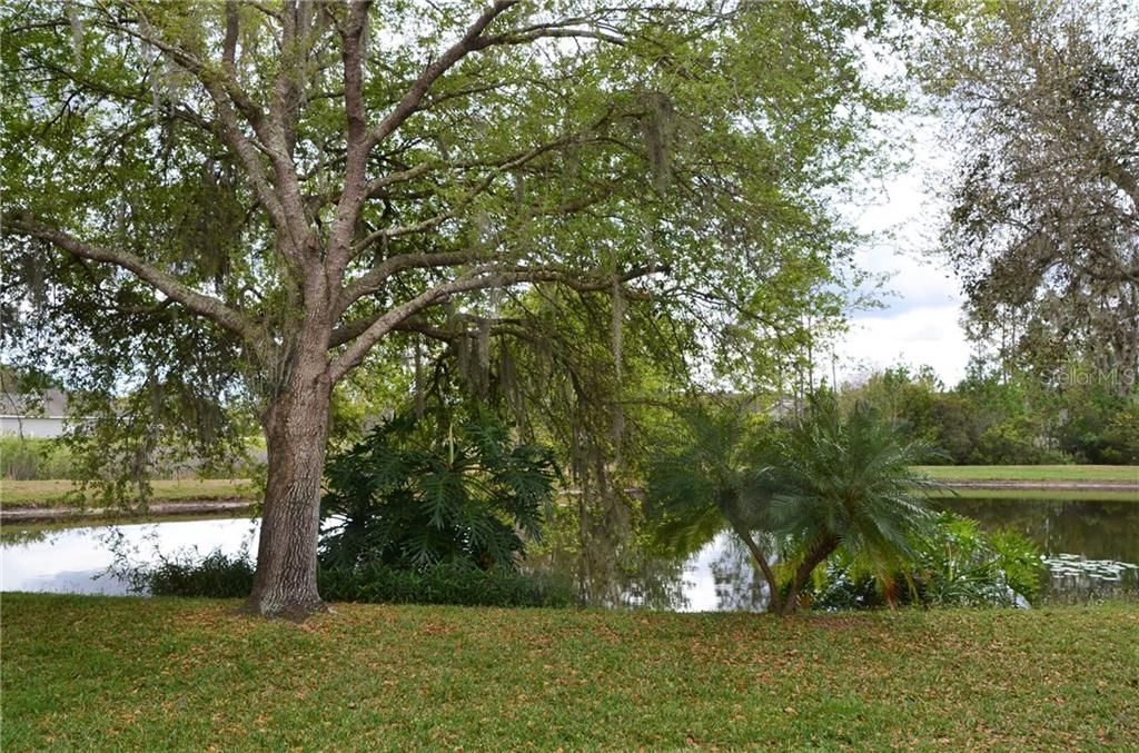 Enjoy Florida's Birds And Nature From This Backyard Pond