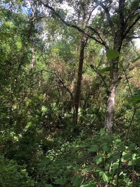 Vendido Recientemente: $81,900 (2.37 acres)