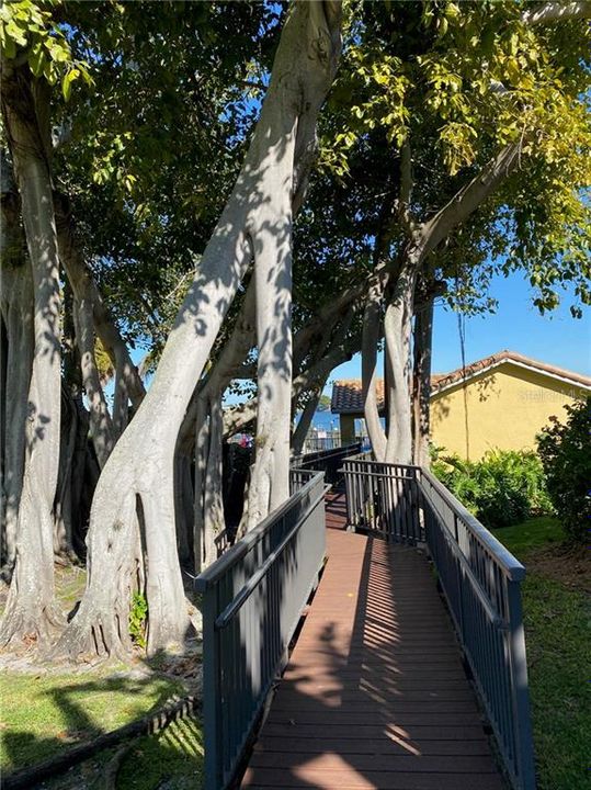 Walkway under the banyan tree to the pool and dock.